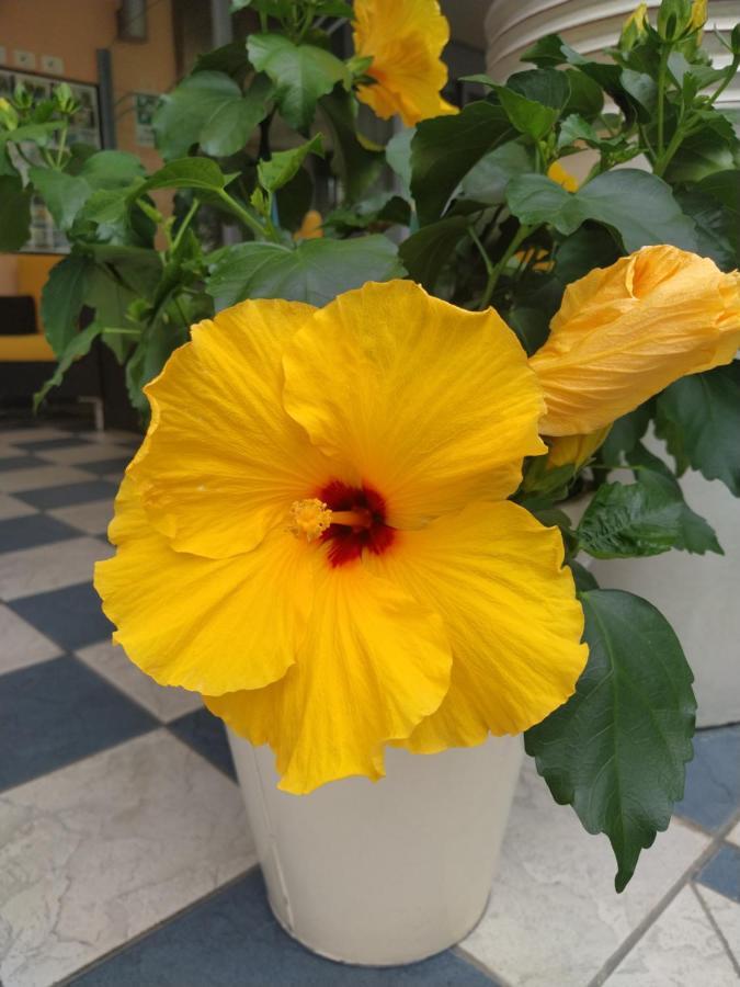 Hotel Venezia Rimini Dış mekan fotoğraf